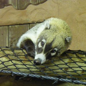 White nosed coati at Colchester Zoo, 28 August 2009