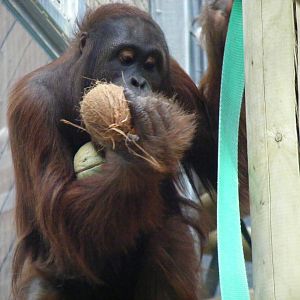 Tiga the orangutan in Orangutan Forest exhibit at Colchester Zoo, 28 August
