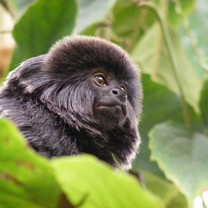 Goeldi's monkey in Worlds Apart exhibit at Colchester Zoo, 28 August 2009