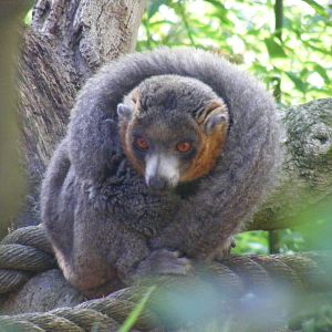 Mongoose lemur at Colchester Zoo, 28 August 2009