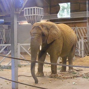 Tanya the African elephant in Elephant Kingdom exhibit at Colchester Zoo, 2
