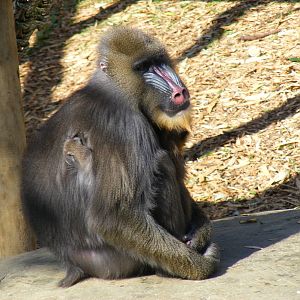 Mandrills at Colchester Zoo, 29 August 2009