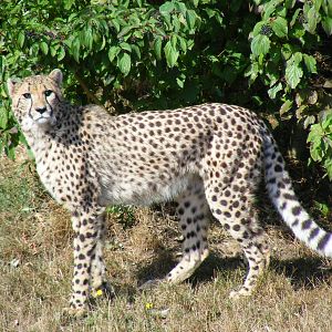 Katavi the cheetah in Cheetah Country exhibit at Colchester Zoo, 29 August