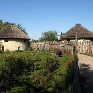 Givskud Zoo - Pygmy hippo exhibit