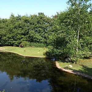 Givskud Zoo - Pygmy hippo exhibit