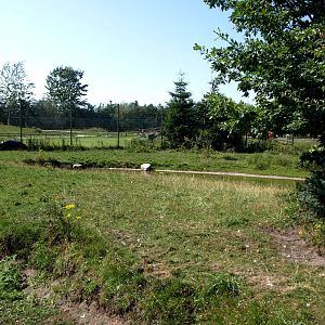 Givskud Zoo - Pygmy hippo exhibit