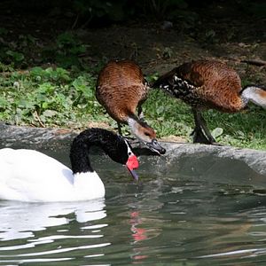 Black-necked Swan and West Indian whistling-duck