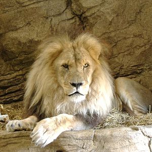 Subu the African lion in Lion Rock exhibit at Colchester Zoo, 28 August 200