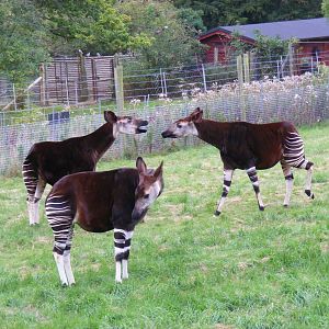 Okapis at Marwell Wildlife, 30 August 2009