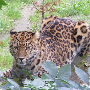 Kiska the Amur leopard at Marwell Wildlife, 30 August 2009