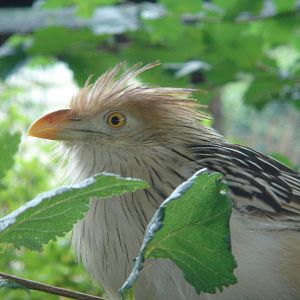 Guira Cuckoo