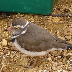 Three-Banded Plovers (Charadrius tricollaris)