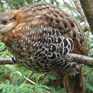 Mountain Bamboo Partridge (Bambusicola fytchii)