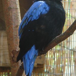 Cock Fairy Bluebird.