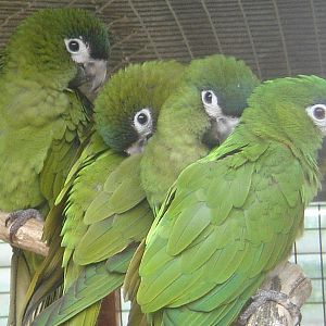 Group of Noble Macaws.