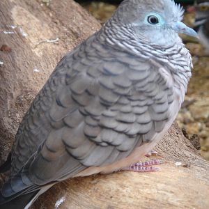 Zebra / Peaceful Dove