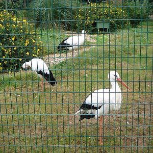 European White Storks.