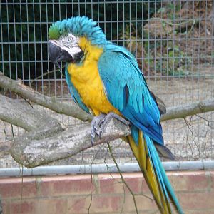 Blue & Yellow Macaw.