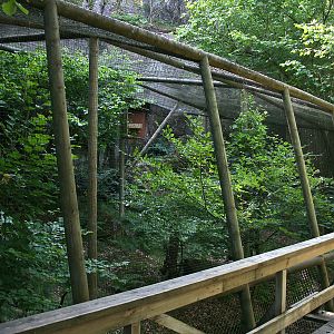 Great grey owl aviary