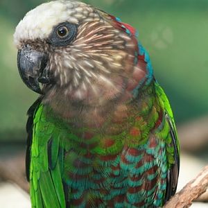 Red-fan Parrot