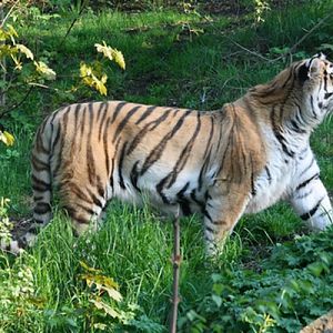Amur Tiger