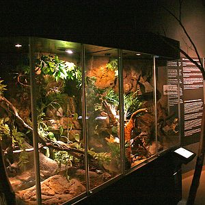 Tropical amphibian and reptile terrariums