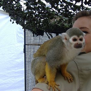Dougie the squirrel monkey supplied by Amazing Animals for Jungle Animal Ro