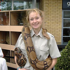 Boa constrictor supplied by Amazing Animals for Jungle Animal Roadshow in B