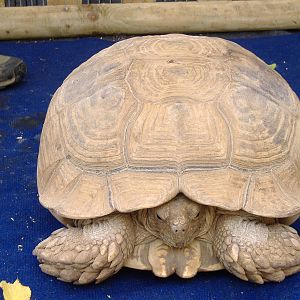 Sheldon the African spurred tortoise supplied by Amazing Animals for Jungle
