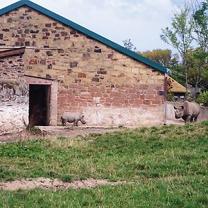 Black Rhino Mum and Calf