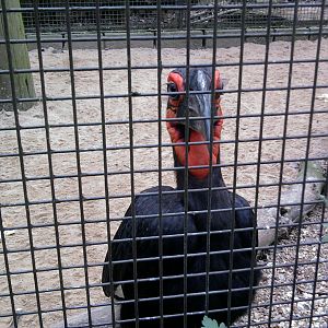 Ground Hornbill