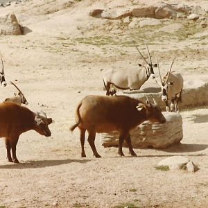 Field Exhibits 1983 - Congo Buffalo and Gemsbok
