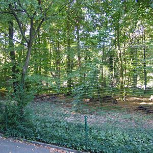 European Lynx enclosure at Mulhouse 29/08/09