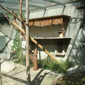 Crowned Sifaka enclosure at Mulhouse 29/08/09