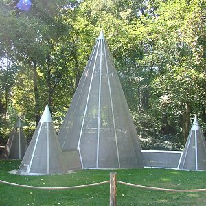 Domestic Dove aviary at Mulhouse 29/08/09