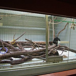 Pileated Gibbon indoor area at Mulhouse 29/08/09