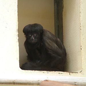Uta Hick's Bearded Saki at Mulhouse 29/08/09