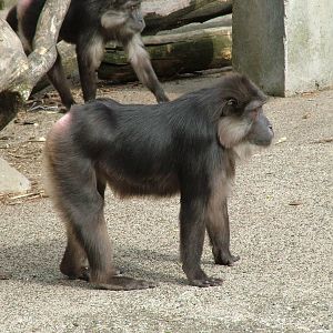 Tonkean Macaque at Mulhouse 29/08/09