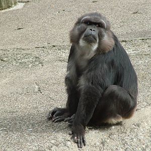 Tonkean Macaque at Mulhouse 29/08/09