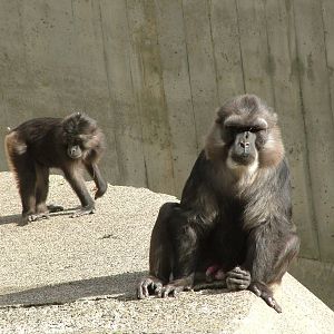 Tonkean Macaque at Mulhouse 29/08/09