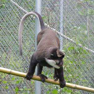 White-cheeked Guenon at Mulhouse 29/08/09