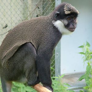 White-cheeked Guenon at Mulhouse 29/08/09