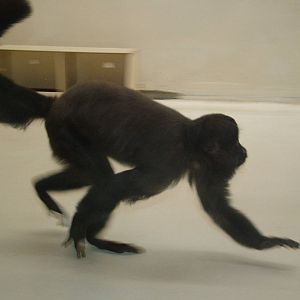 Uta Hick's Bearded Saki at Mulhouse 29/08/09