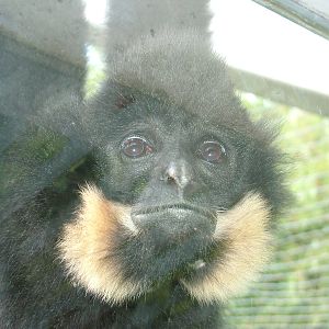 Gabriella's (Buff-cheeked) Gibbon at Mulhouse 29/08/09
