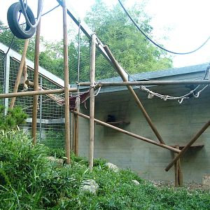 Southern White-cheeked Gibbon exhibit at Mulhouse 29/08/09