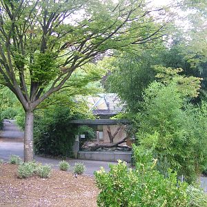 Northern White-cheeked Gibbon at Mulhouse 29/08/09