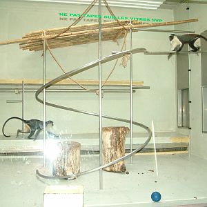 Indoor enclosure for Roloway Guenons at Mulhouse 29/08/09