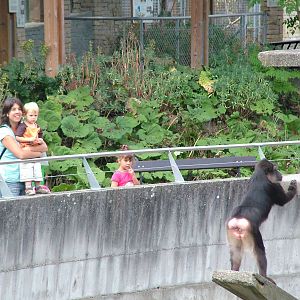 Tonkean Macaque viewing at Mulhouse 29/08/09