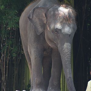 An elephant "performing" at two iron bars: stepping on th