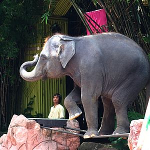 Performing at two iron bars: stepping on them, turning around and going b